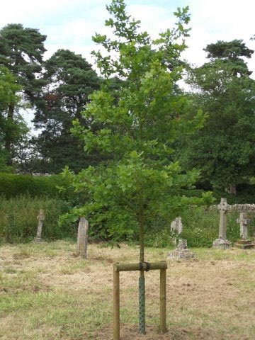 Installation 3 - the new oak tree.JPG